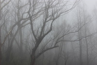 Bare trees in forest