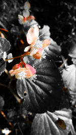 Close-up of hibiscus flowers blooming outdoors