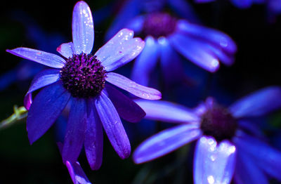 Close-up of purple flowering plant
