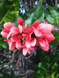 Close-up of red flowers blooming outdoors