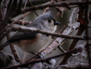 Close-up of bird perching on branch