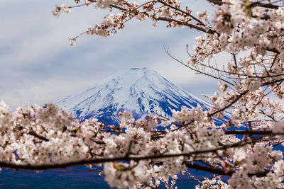 View of cherry blossom against snowcapped mountain