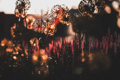 Close-up of trees growing on field against sky during sunset