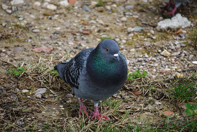 High angle view of bird