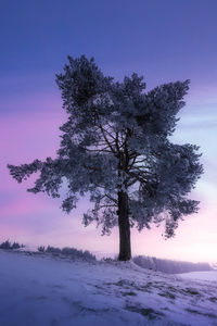 Trees on snow covered field against sky during sunset