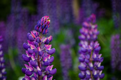 Close-up of purple flowering plant