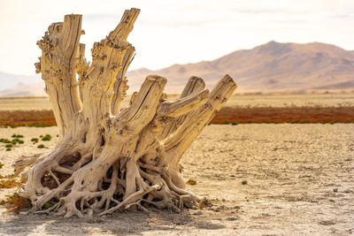 View of driftwood on landscape against sky