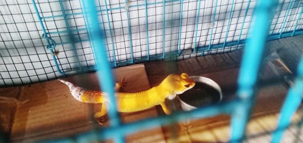 View of parrot in cage