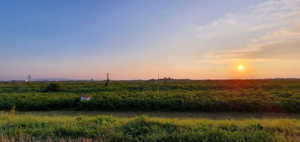 Scenic view of field against sky during sunset