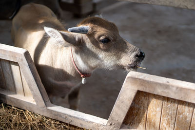 Close-up of a goat