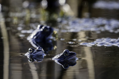 Close-up on frogs in the frogspawn pond.