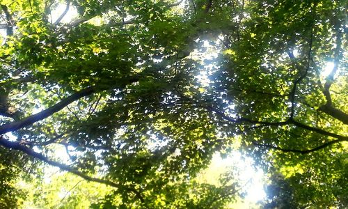 Low angle view of trees