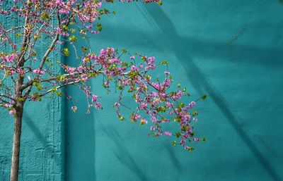 Close-up of tree against sky