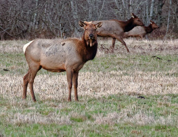 Full length of a horse
