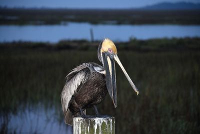 Bird perching on wooden post in lake