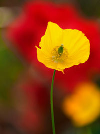 Close-up of yellow poppy flower