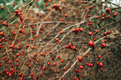 Close-up of red berries growing on tree