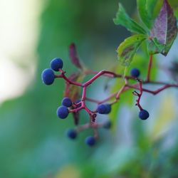 Close-up of berries on tree