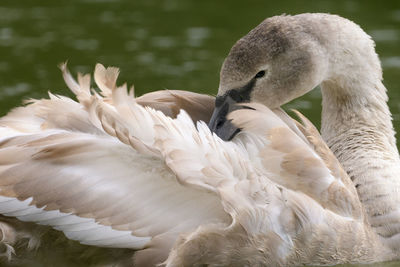 Close-up of swan