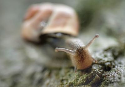 gastropod