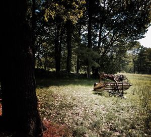 Trees on grassy field