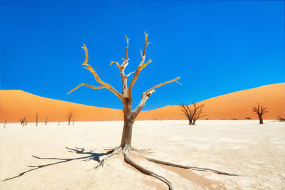 Bare tree on desert against clear blue sky