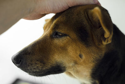 Close-up of dog