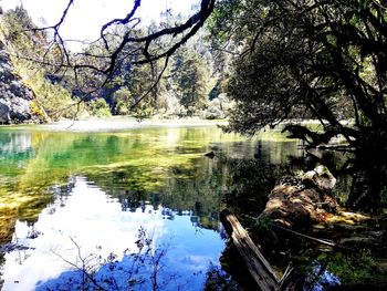 Reflection of trees in lake against sky