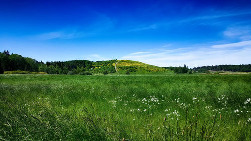 Scenic view of field against clear sky