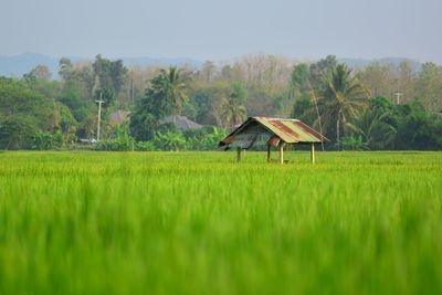 Scenic view of agricultural field against sky