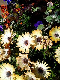 Close-up of flowers blooming outdoors