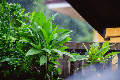 Close-up of wet plant during rainy season