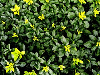 Full frame shot of flowering plants