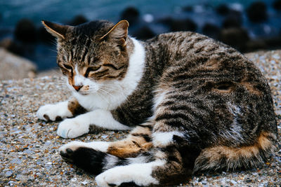 High angle view of cat lying on retaining wall