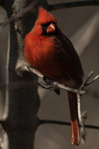 A male northern cardinal foraging for food. cardinalis cardinalis