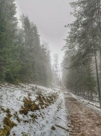 Trees in forest during winter