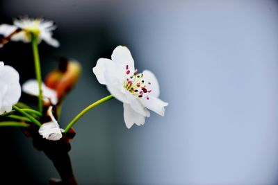 Close-up of white cherry blossom