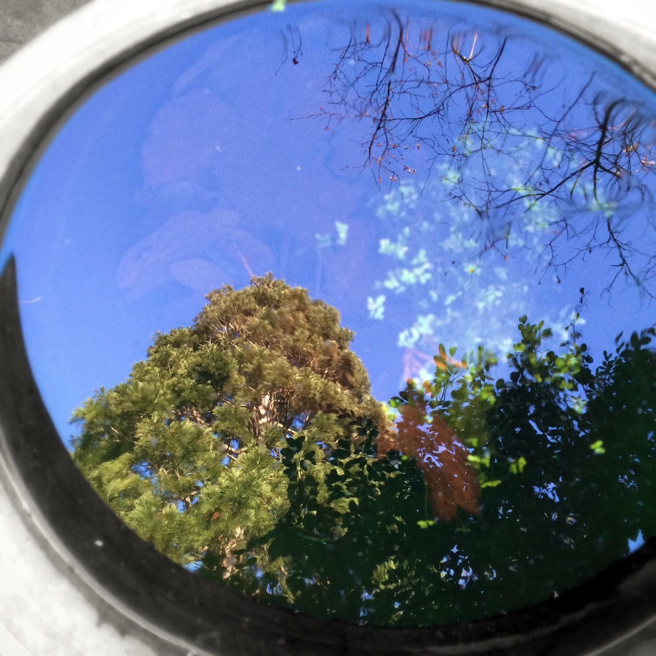 transparent, glass - material, tree, window, indoors, blue, reflection, low angle view, fish-eye lens, close-up, nature, glass, sky, circle, day, no people, water, growth, beauty in nature, branch