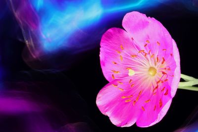 Close-up of pink flowering plant