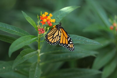 Close-up of butterfly pollinating on flower