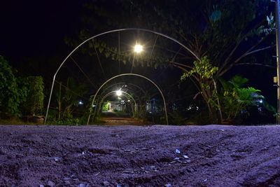 Illuminated trees at night