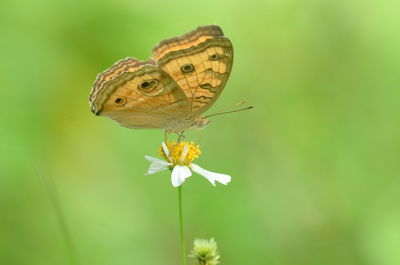 Close-up of butterfly pollinating on flower