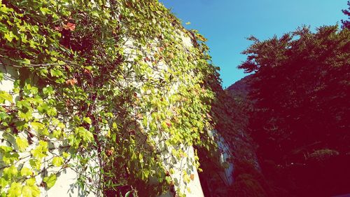 Low angle view of tree against sky