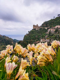 Scenic view of flowering plants against sky