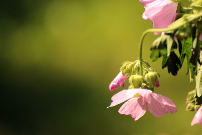 Close-up of pink flowering plant