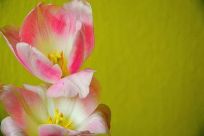 Close-up of pink flowers