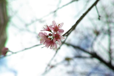 Close-up of flowers blooming on tree