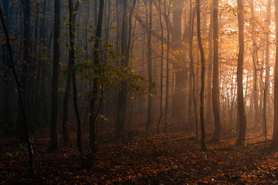 Sunlight streaming through trees in forest