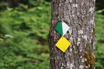 Road reflectors on tree trunk