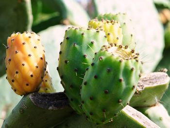 Close-up of prickly pear cactus